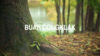 Buah Congklak