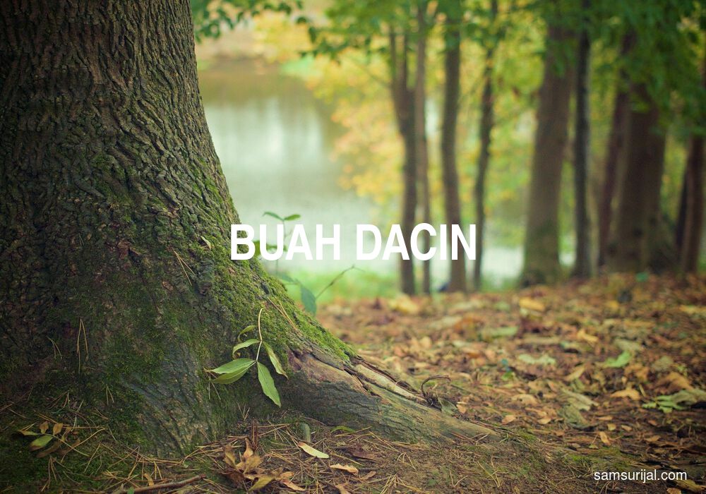 Arti Buah Dacin