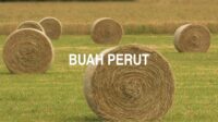 Buah Perut