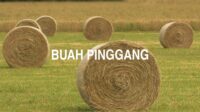 Buah Pinggang