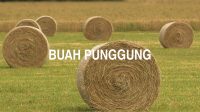 Buah Punggung