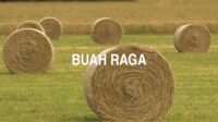 Buah Raga