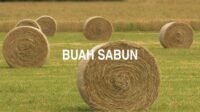 Buah Sabun