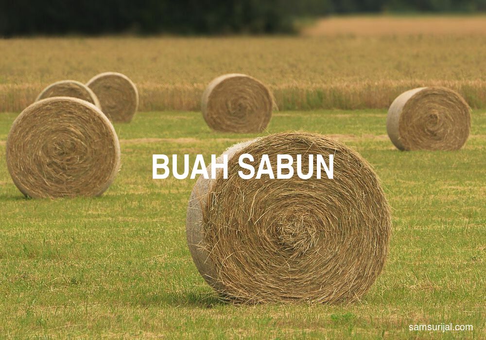 Arti Buah Sabun