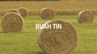 Buah Tin