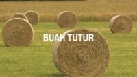 Buah Tutur