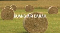 Buang Air Darah