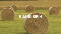 Buang Sirih