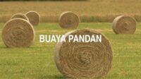 Buaya Pandan