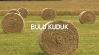 Bulu Kuduk