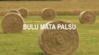 Bulu Mata Palsu