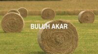 Buluh Akar