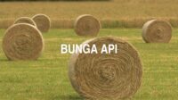 Bunga Api