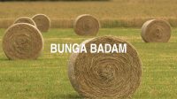 Bunga Badam