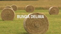 Bunga Delima