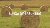 Bunga Dipersunting