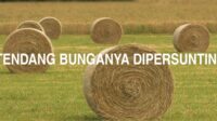 Bunga Dipetik Perdu Ditendang Bunganya Dipersunting, Pangkalnya Diberaki