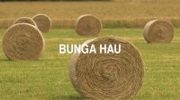 Bunga Hau