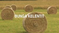 Bunga Kelentit