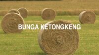 Bunga Ketongkeng