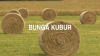 Bunga Kubur