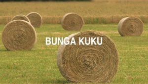 Bunga Kuku