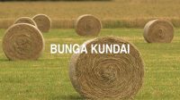 Bunga Kundai