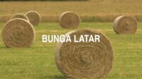 Bunga Latar