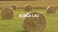 Bunga Lau