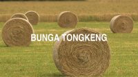 Bunga Tongkeng