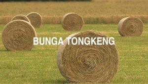 Bunga Tongkeng
