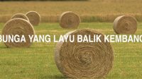 Bunga Yang Layu Balik Kembang