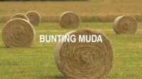 Bunting Muda