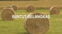 Buntut Belangkas