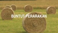 Buntut Perarakan