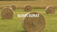 Bunyi Surat