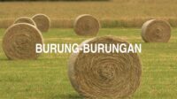 Burung-Burungan