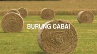 Burung Cabai