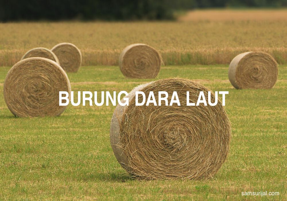 Arti Burung Dara Laut