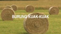 Burung kuak-Kuak