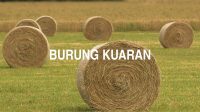 Burung Kuaran