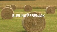 Burung Perenjak