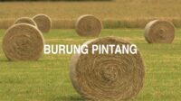 Burung Pintang