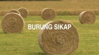 Burung Sikap