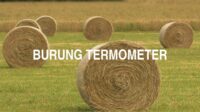 Burung Termometer