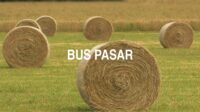 Bus Pasar