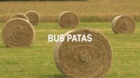 Bus Patas