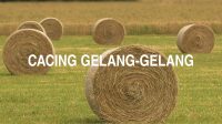 Cacing gelang-Gelang