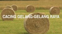 Cacing gelang-Gelang raya