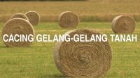 Cacing gelang-Gelang tanah